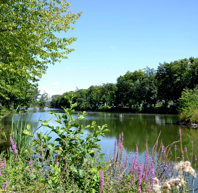 Lahnufer in Gießen Wildblumenbewachsenes Flussufer der Lahn im Gießener Umland